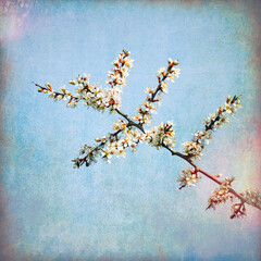 Blackthorn blossom, Prunus spinosa
