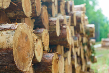 Pile of wood wooden logs in forest