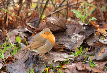 Red Robin (Erithacus rubecula)