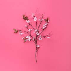 Blossom fruit tree flat lay on pink background.