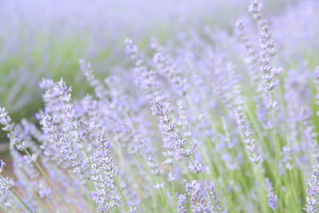 Field of Lavender, Lavandula angustifolia, Lavandula officinalis 
