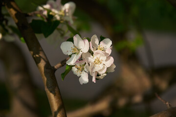 Blooming apple tree branch. Beautiful, delicate flowers of an apple tree in the rays of the setting sun