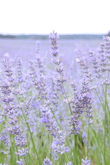 Fototapeta premium Field of Lavender, Lavandula angustifolia, Lavandula officinalis 