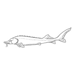 Fototapeta premium Sturgeon Sketch Fish Vector Illustration.