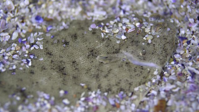 Still shot of a sole fish hiding under sand and shells