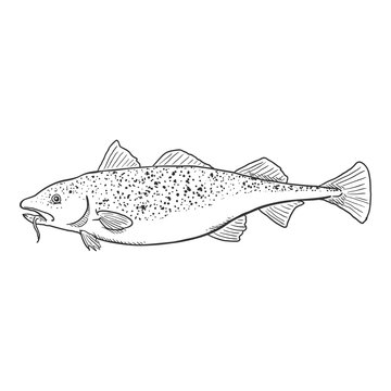 codfish sketch, black and white clip art preview