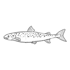 Sketch Salmon Fish Vector Illustration.