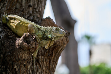 Green iguanas in the seminary park in the center of the downtown of Guayaquil, ecuador