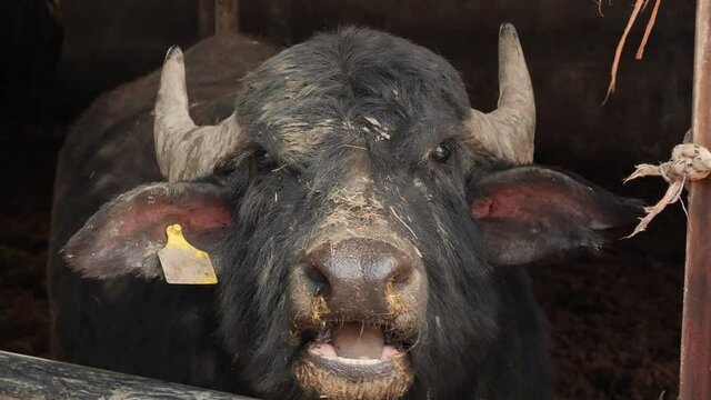 Buffalo chewing hay at breeding farm for the production of buffalo mozzarella in Italy close up
