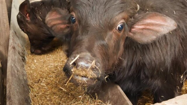 Buffalo calf eating hay breeding farm for the production of buffalo mozzarella in Italy