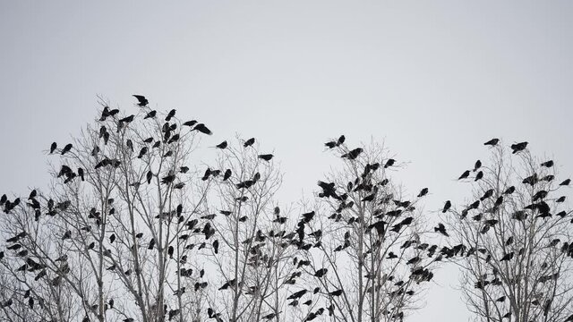flock of birds flying in the sky crows. chaos surprise of death concept. group of birds flying in fright the sky. black crows in a group circling against fly the sky. migration movement of birds