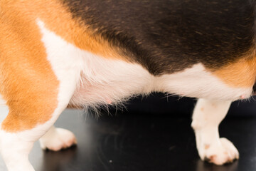close-up photo of a Beagle dog breed belly with false lactation