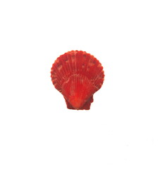 Pectinida Seashell, saltwater clams, marine bivalve molluscs, Scallop,  bivalve mollusk, on white background © Dana