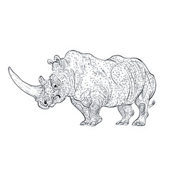 rhino