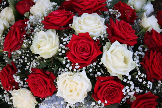 Rosen in Rot und Weiß gemischt mit Schleierkraut