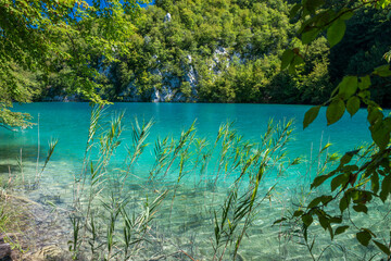 Turkois water in Plitvice lake and  rushes by bank.