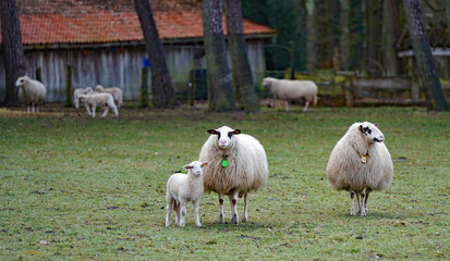 Fototapeta premium Two ewes and a lamb. Other sheep are out of focus in the background.