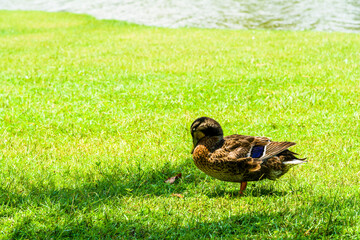 Wild ducks on the lakeshore in Tainan Metropolitan Park, Taiwan.