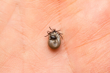 close-up photo of a tick couple male and female on human skin