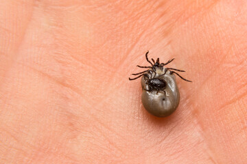 close-up photo of a tick couple male and female on human skin