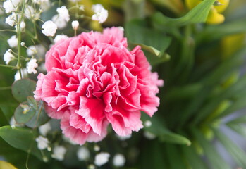 Pink Dianthus caryophyllus, carnation or clove pink,  species of Dianthus.