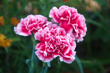 Pink Dianthus caryophyllus, carnation or clove pink,  species of Dianthus.