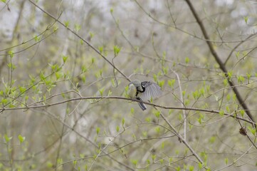 Le lissage des plumes