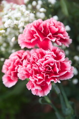 Pink Dianthus caryophyllus, carnation or clove pink,  species of Dianthus.