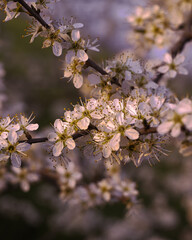 Fiori di Biancospino