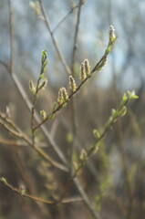 willow branch