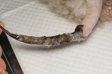 close-up photo of a dog tail without blood supply prepared for surgery
