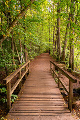 Fototapeta na wymiar Wooden bridge in the woods