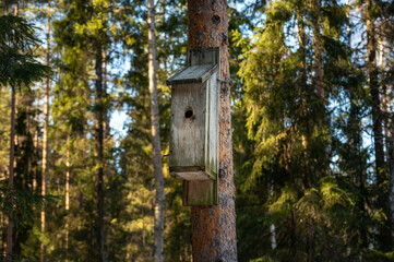 Birdhouse on a pinetree