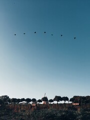 flock of birds above temple