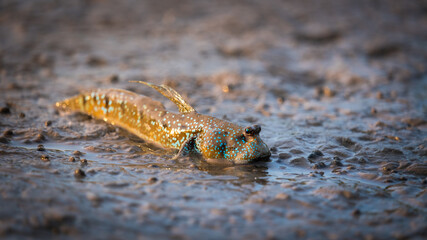 Close up Big Fish paw in 
mangrove forest in Phuket , Thailand. On Andaman sea