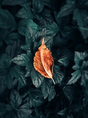 autumn leaves between winter leaves