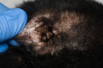 close-up photo of a black cat with otitis and scratching dermatitis