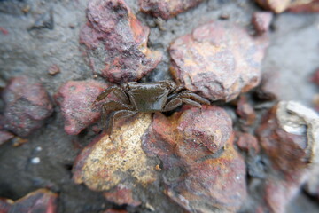crab in the river shore