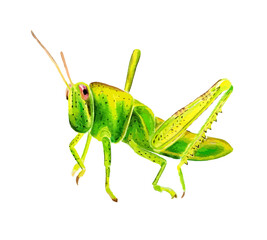 Hand drawn watercolor colorful illustration of green and yellow grasshopper isolated on white background.