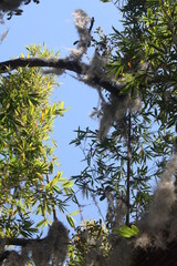oak and bamboo trees in florida
