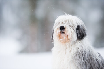 Polish lowland sheepdog, Polski Owczarek Nizinny, in winter snow. Focus on head, shallow depth of field.