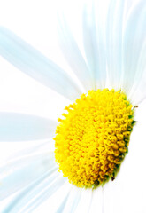 white and yellow chamomile flower or daisy