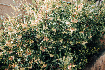 Bush with beautifull flowers. Green leaves.
