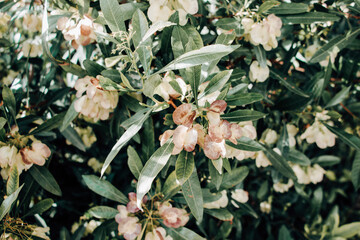 Bush with beautifull flowers. Green leaves.