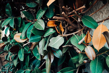 Beautifull green leaves. wild bush. nature