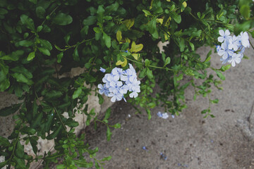 Bush with beautifull flowers. Green leaves.