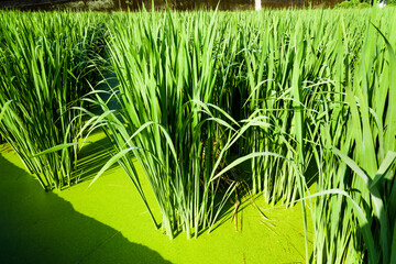 water bamboo(zizania latifolia) farm with water at Nantou, Taiwan.