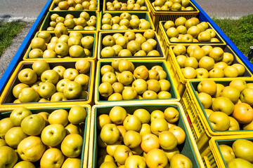 Asian Pears selling at market