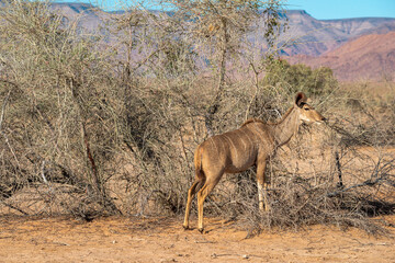 kudu antelope in bushes