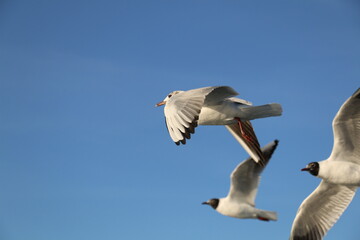 Fototapeta premium cute sea gulls in Turkey, Istanbul Strait ferry ride. selective focus.